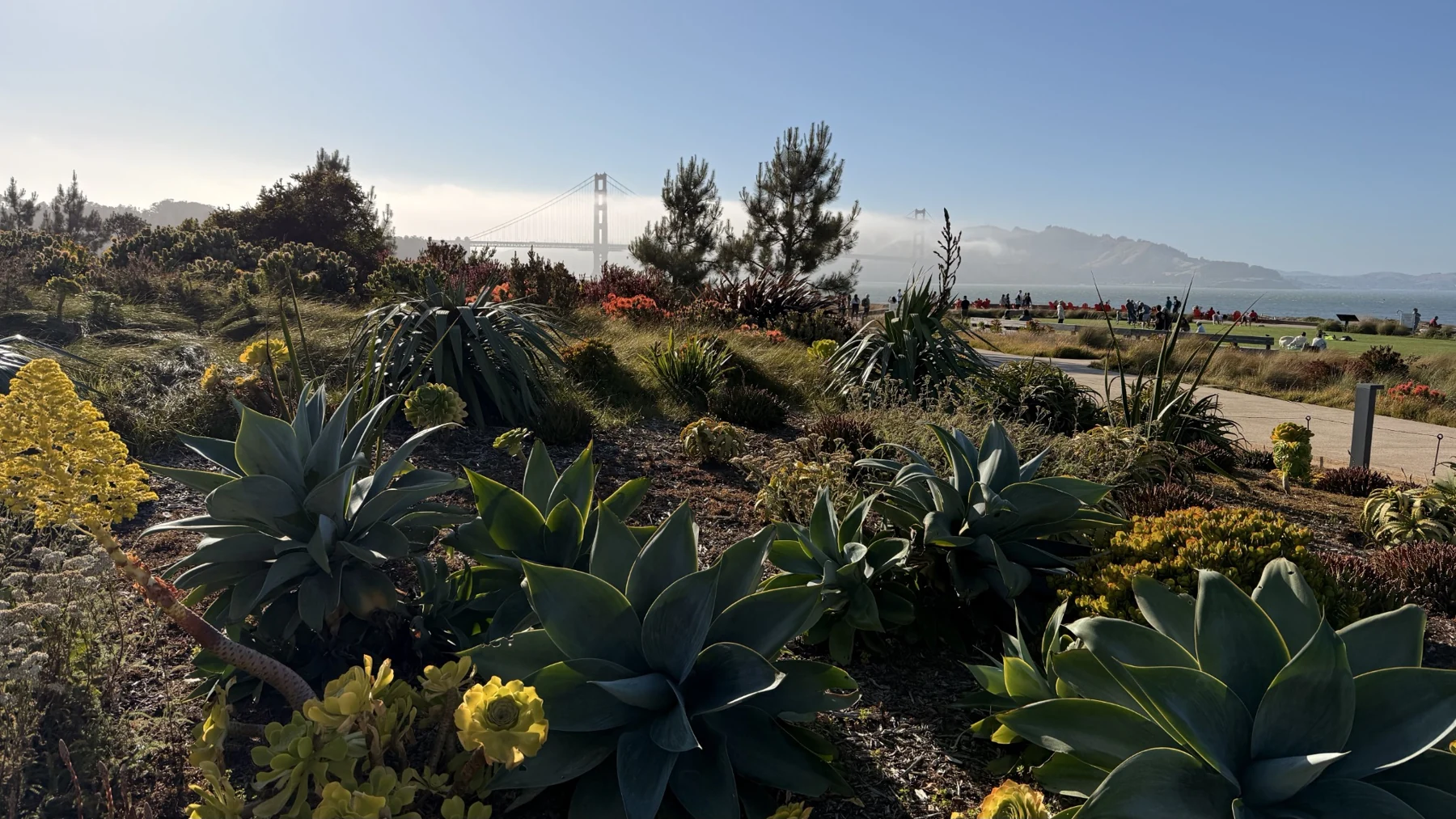 A succulent garden with the Golden Gate Bridge in the distance
